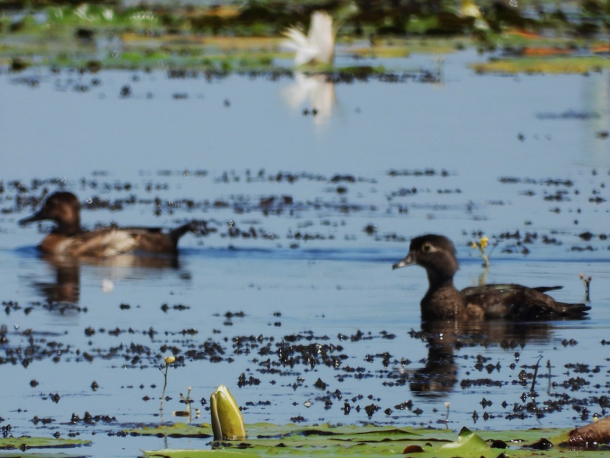 Ring-necked Duck - ML620238098