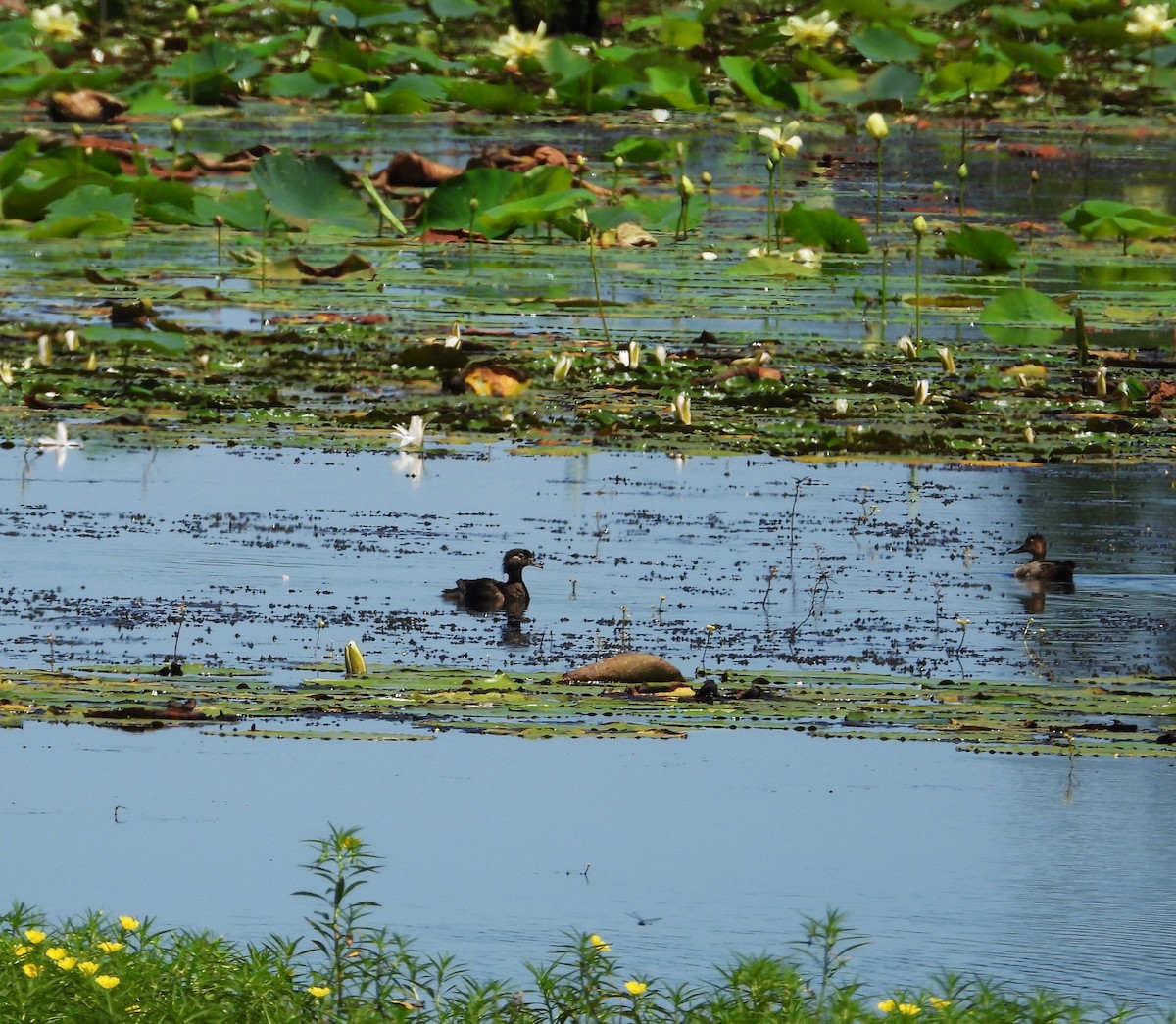 Ring-necked Duck - ML620238099