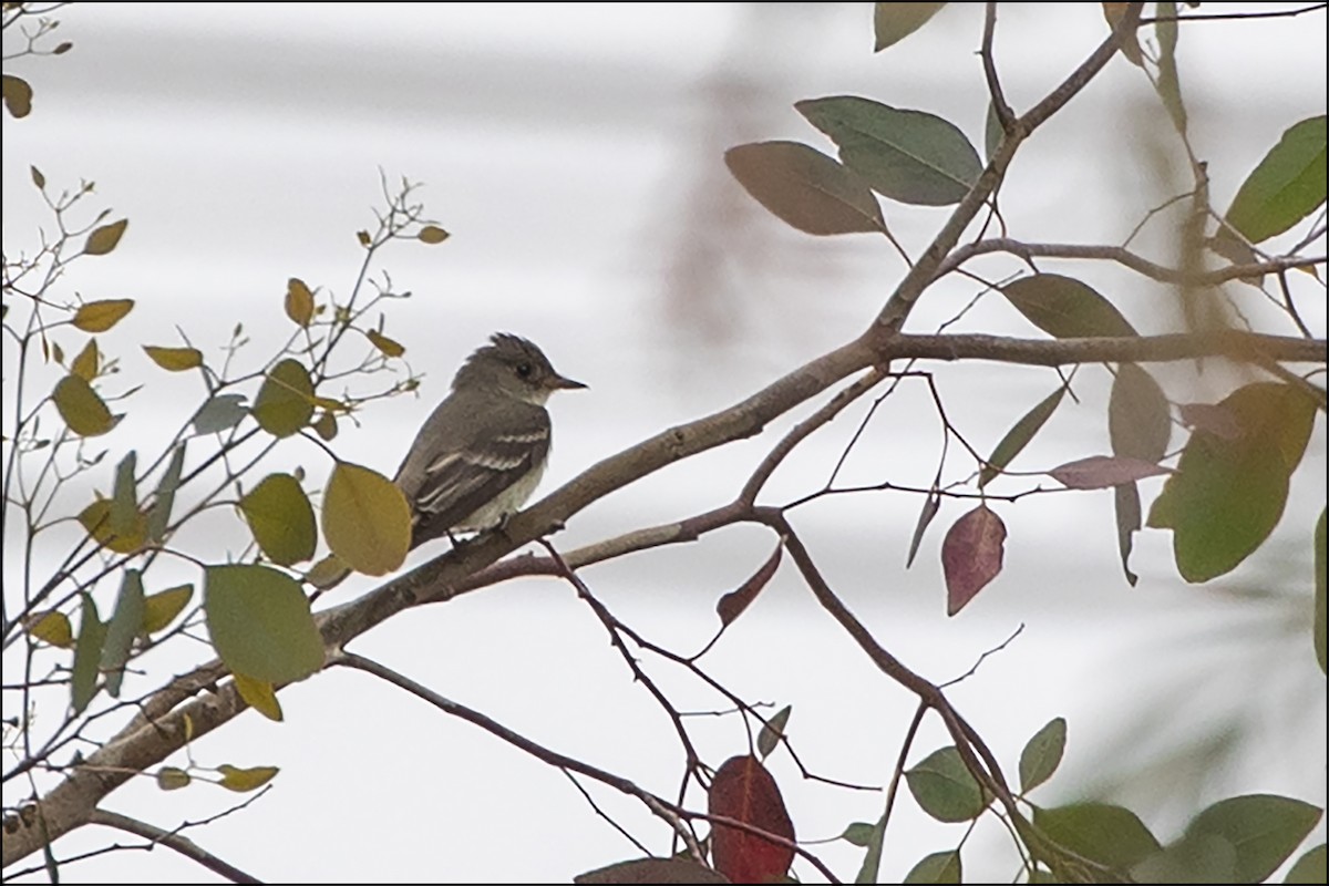 Eastern Wood-Pewee - ML620238100