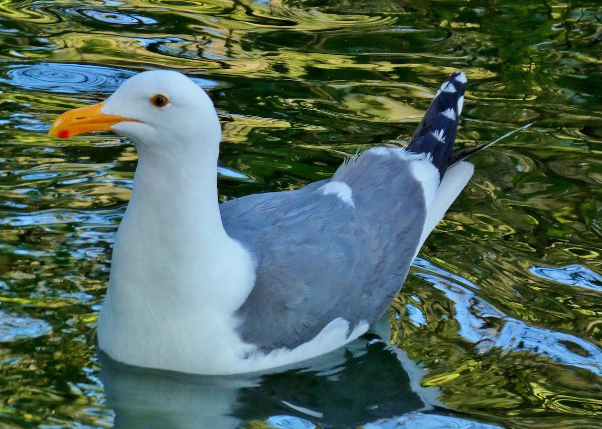 Western Gull - ML620238101