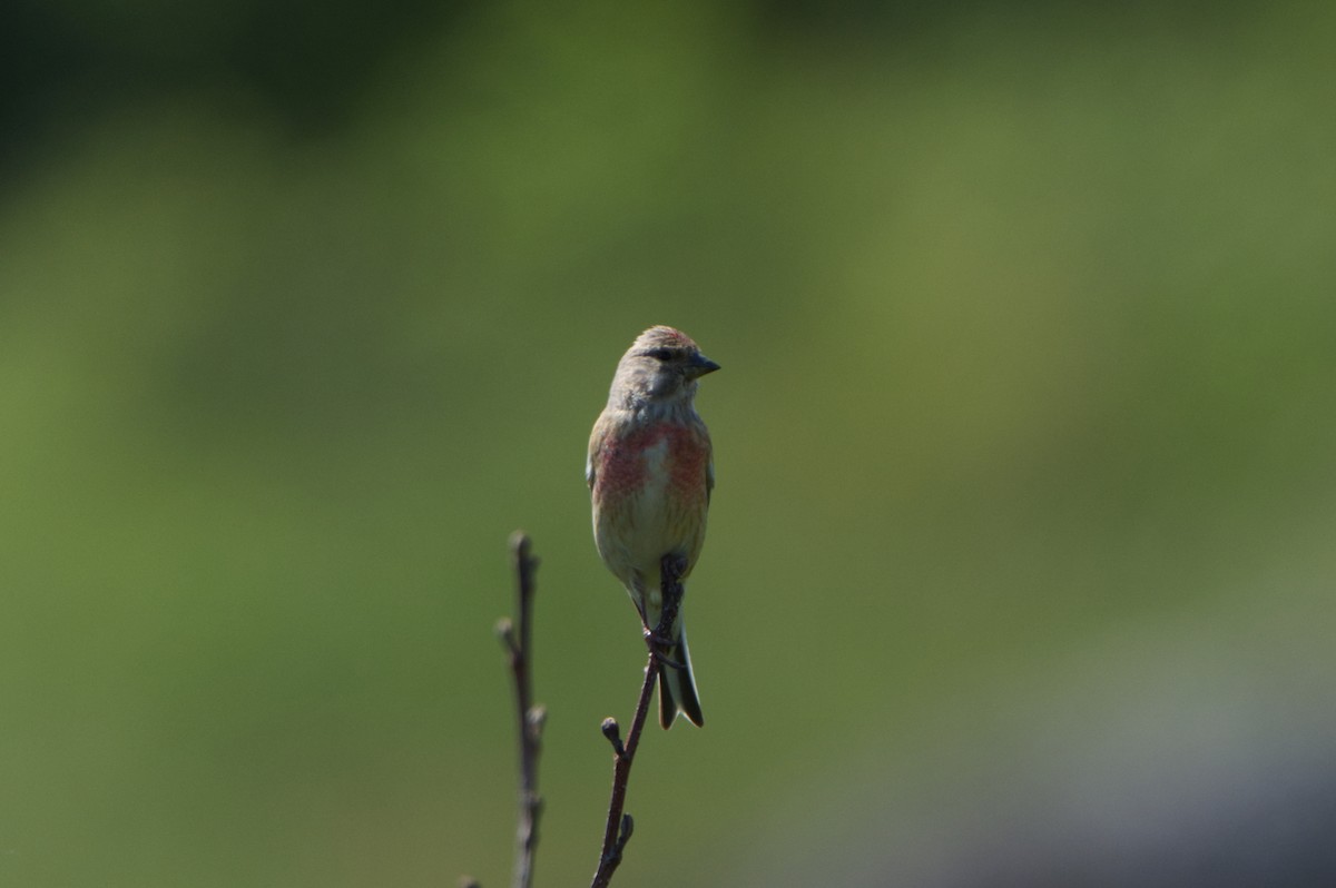 Eurasian Linnet - ML620238104