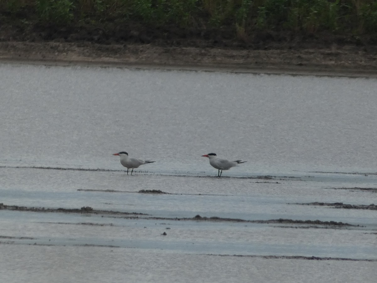 Caspian Tern - ML620238105