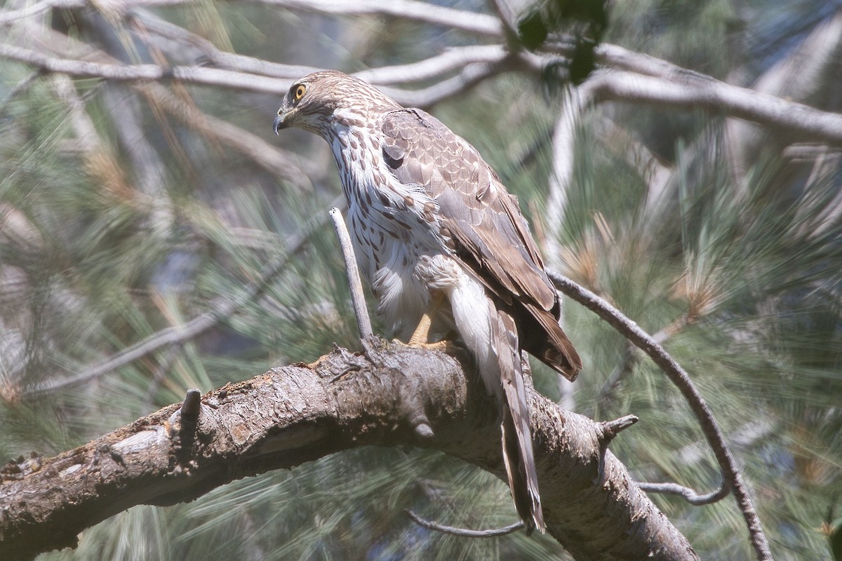 Cooper's Hawk - ML620238107