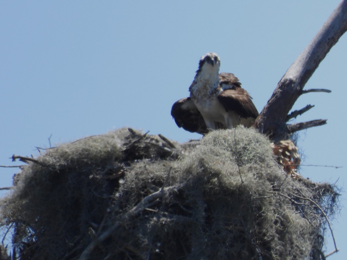 Águila Pescadora (carolinensis) - ML620238108