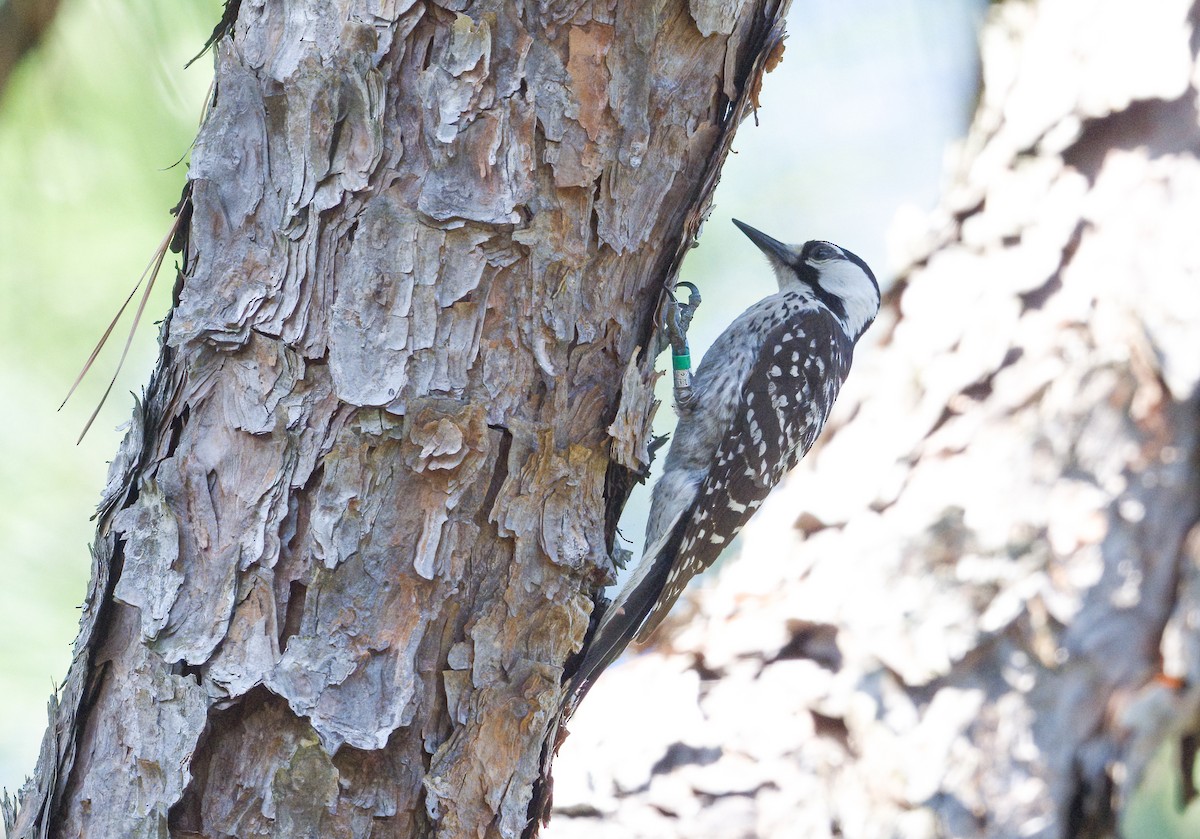 Red-cockaded Woodpecker - ML620238114