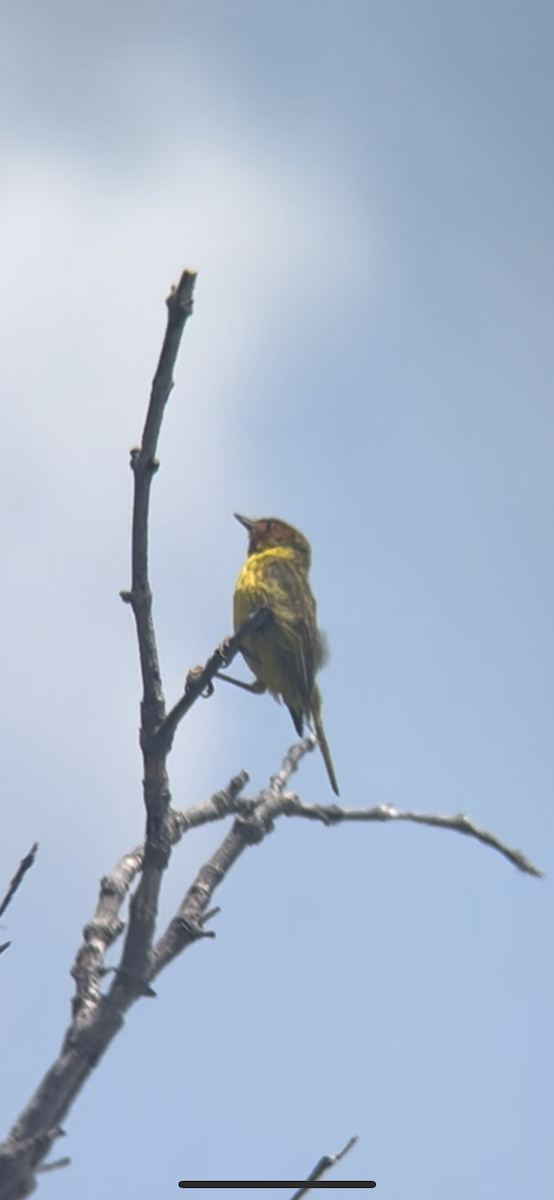 Yellow Warbler (Mangrove) - ML620238118