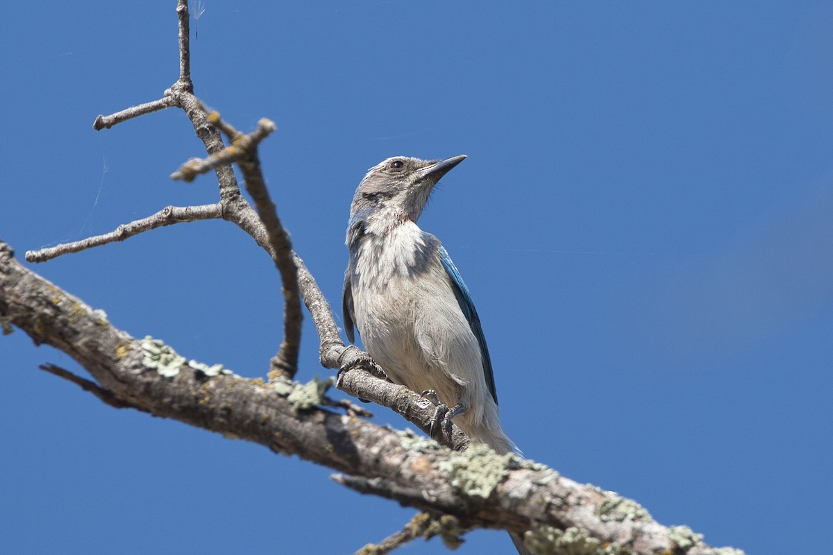 California Scrub-Jay - ML620238122