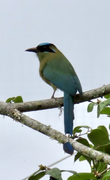 diademmotmot - ML620238127