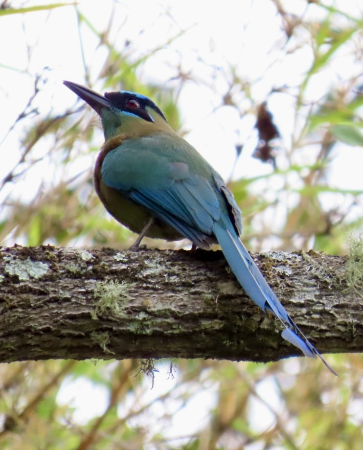 Motmot de Lesson - ML620238128