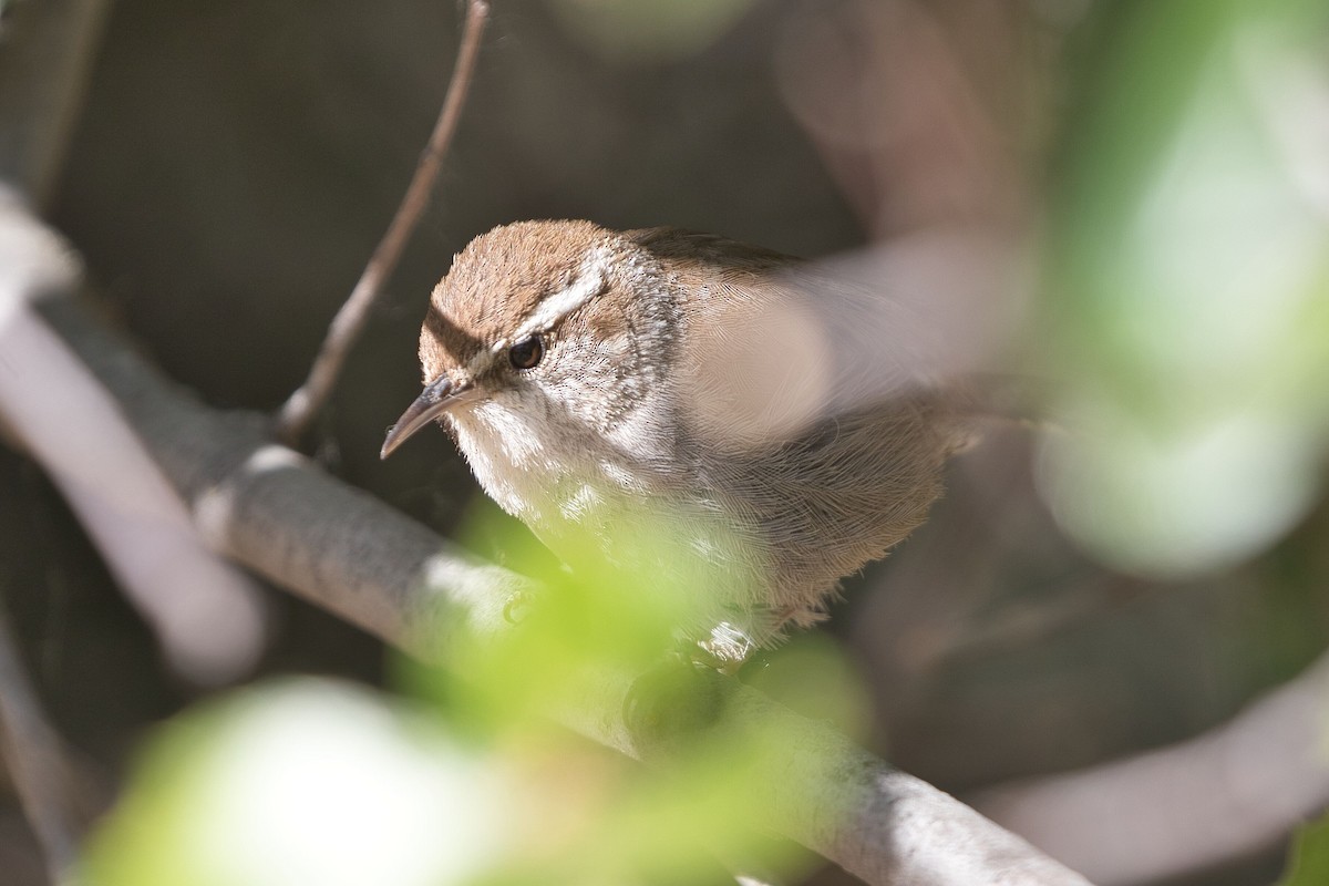 Bewick's Wren - ML620238138