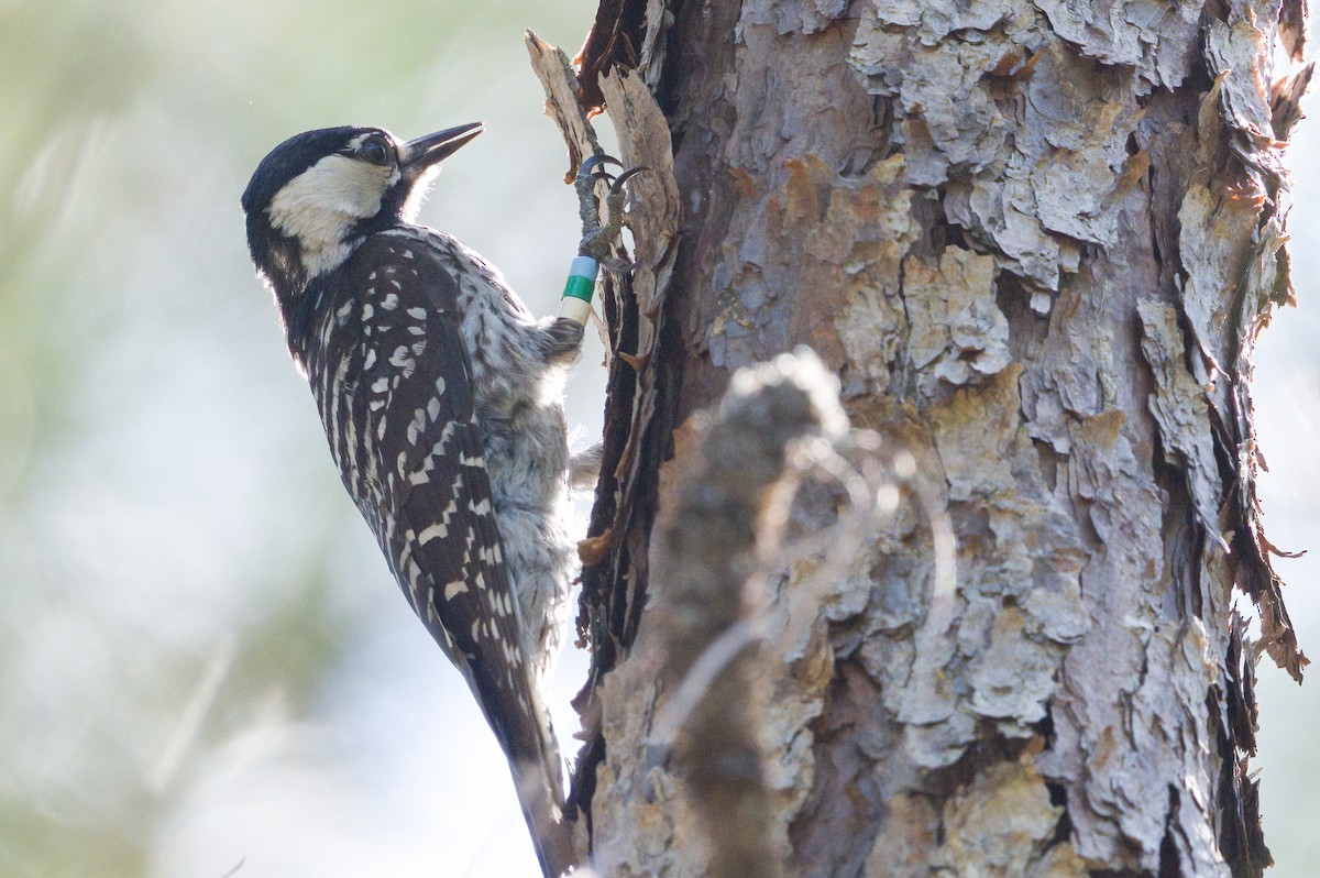 Red-cockaded Woodpecker - ML620238139