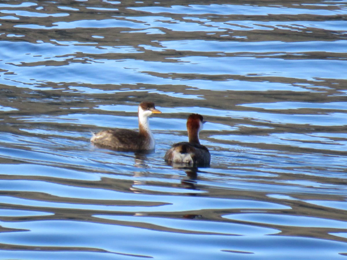 Titicaca Grebe - ML620238144