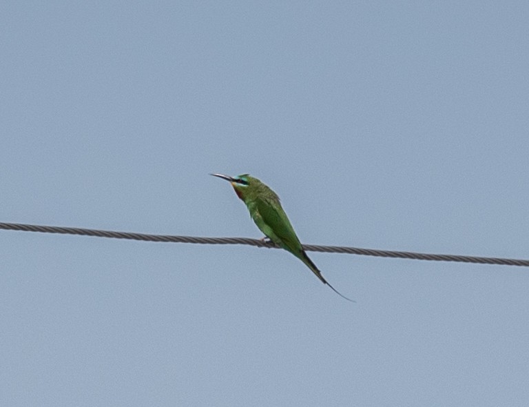 Blue-cheeked Bee-eater - ML620238149