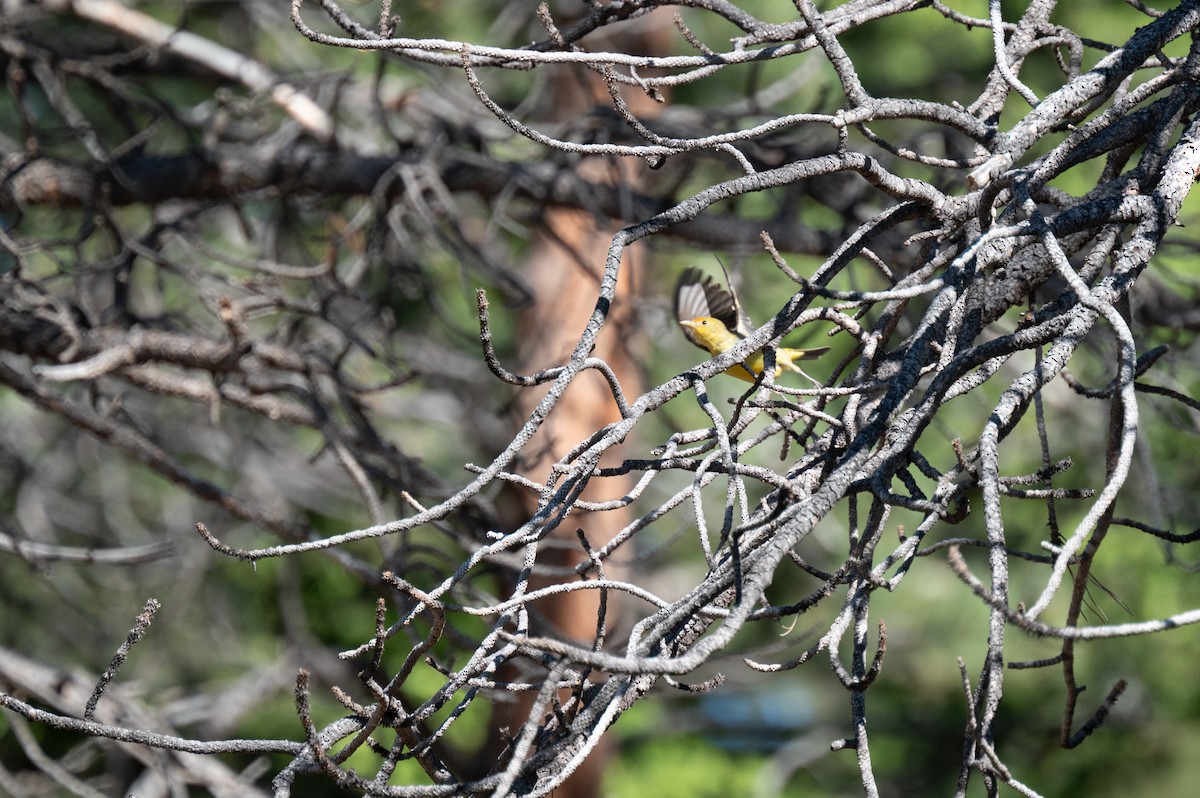 Western Tanager - ML620238172