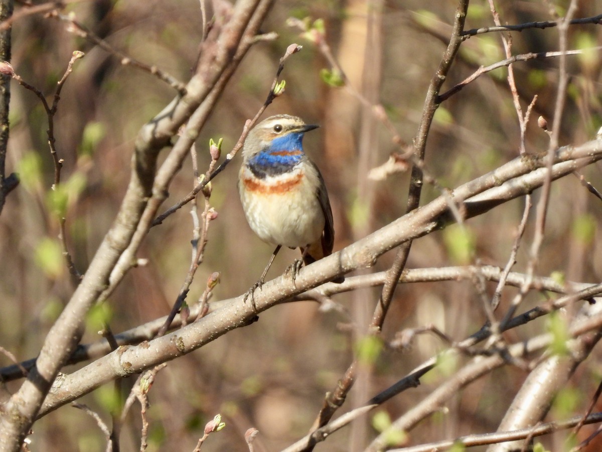 Bluethroat (Red-spotted) - ML620238177