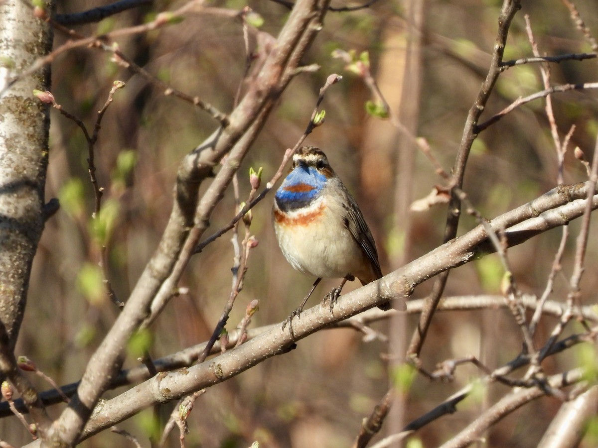 Bluethroat (Red-spotted) - ML620238178