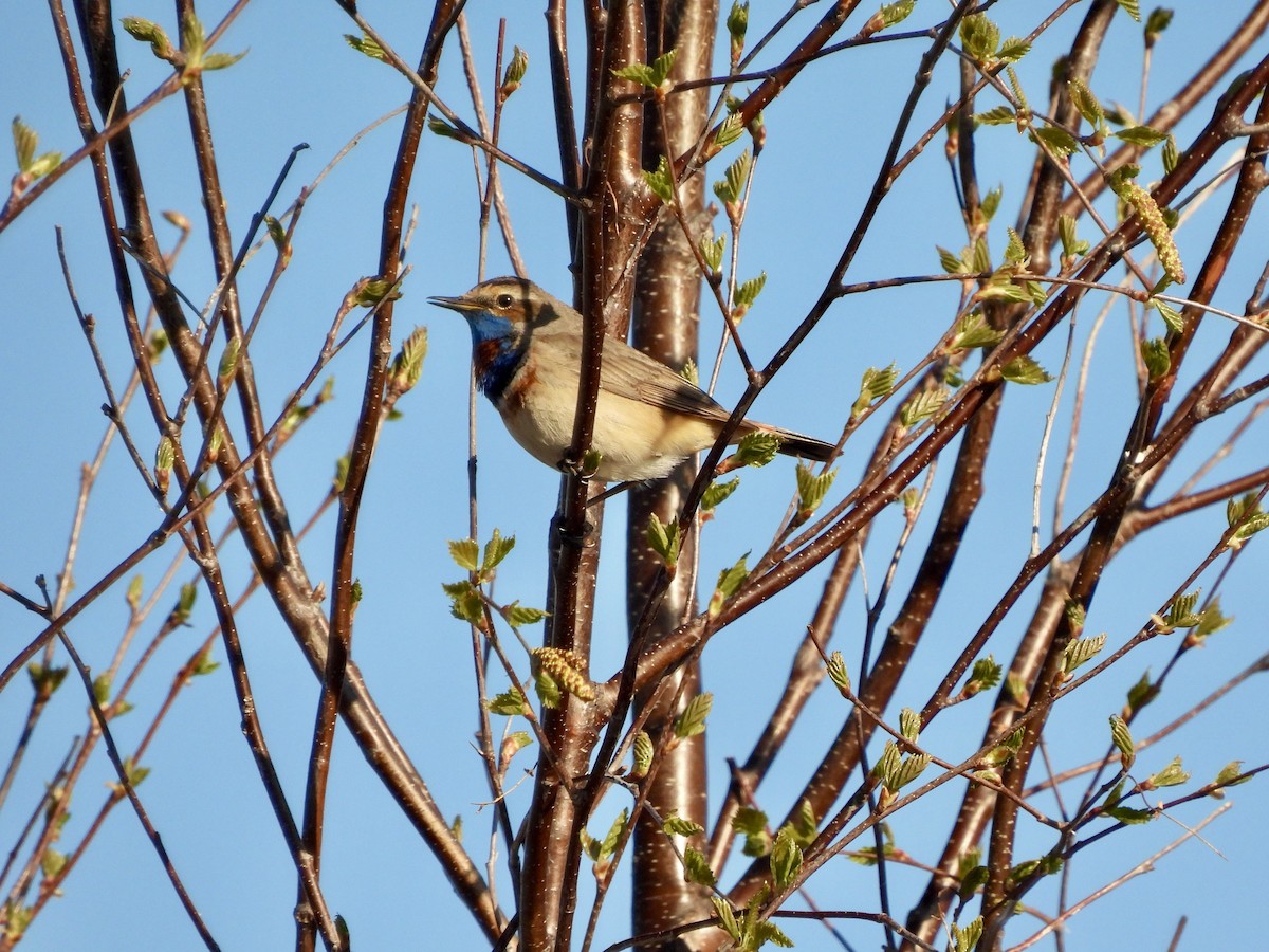 Bluethroat (Red-spotted) - ML620238179