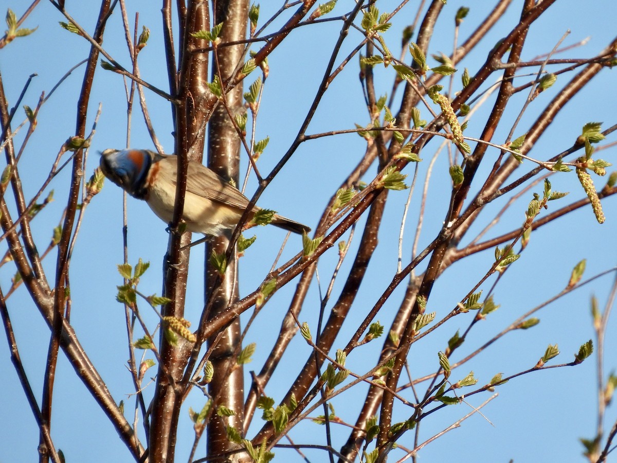 Bluethroat (Red-spotted) - ML620238180