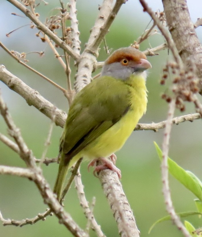 Rufous-browed Peppershrike - Carlos Sanguinetti