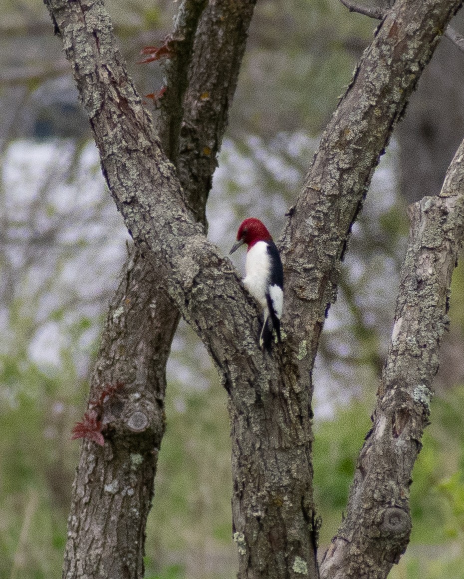 Red-headed Woodpecker - ML620238187