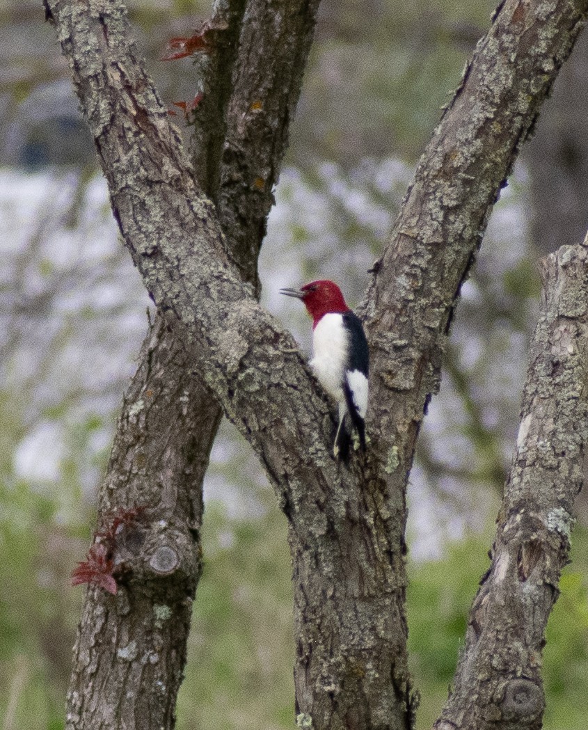 Red-headed Woodpecker - ML620238188