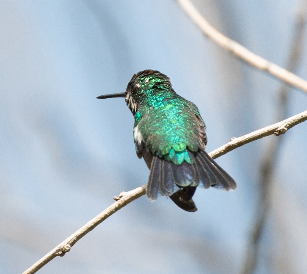 Blue-tailed Emerald - ML620238198
