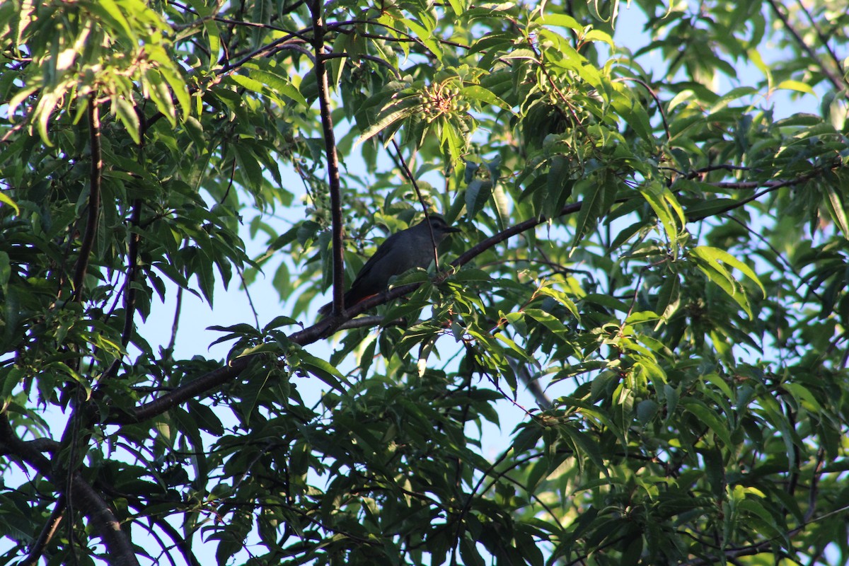 Pájaro Gato Gris - ML620238200