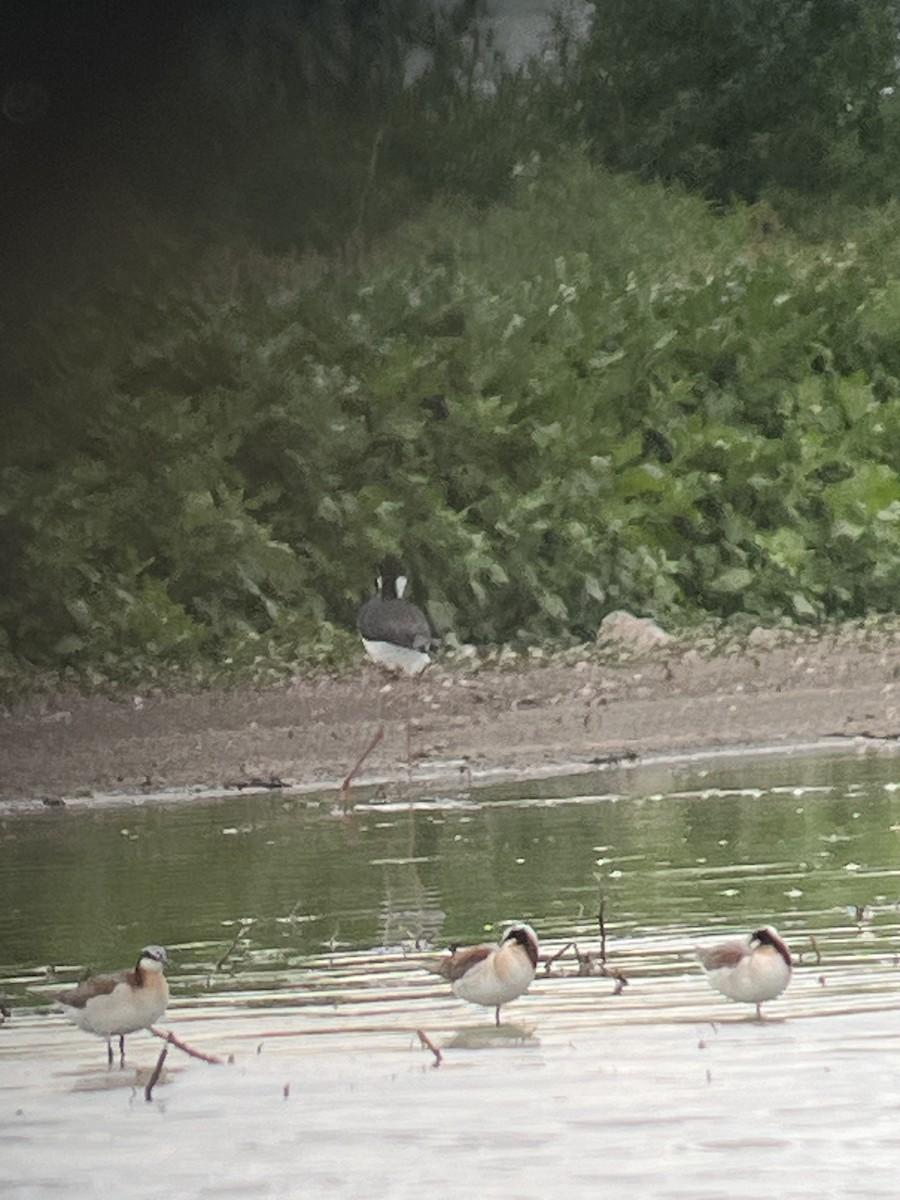 Wilson's Phalarope - ML620238206