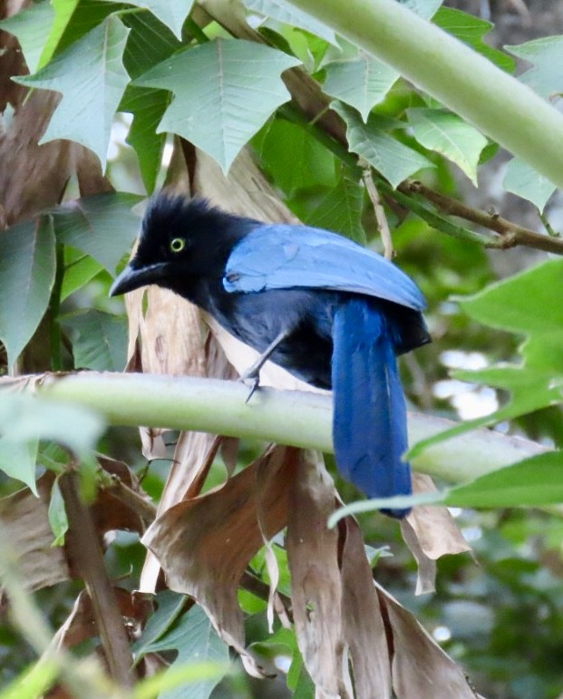 Bushy-crested Jay - ML620238217