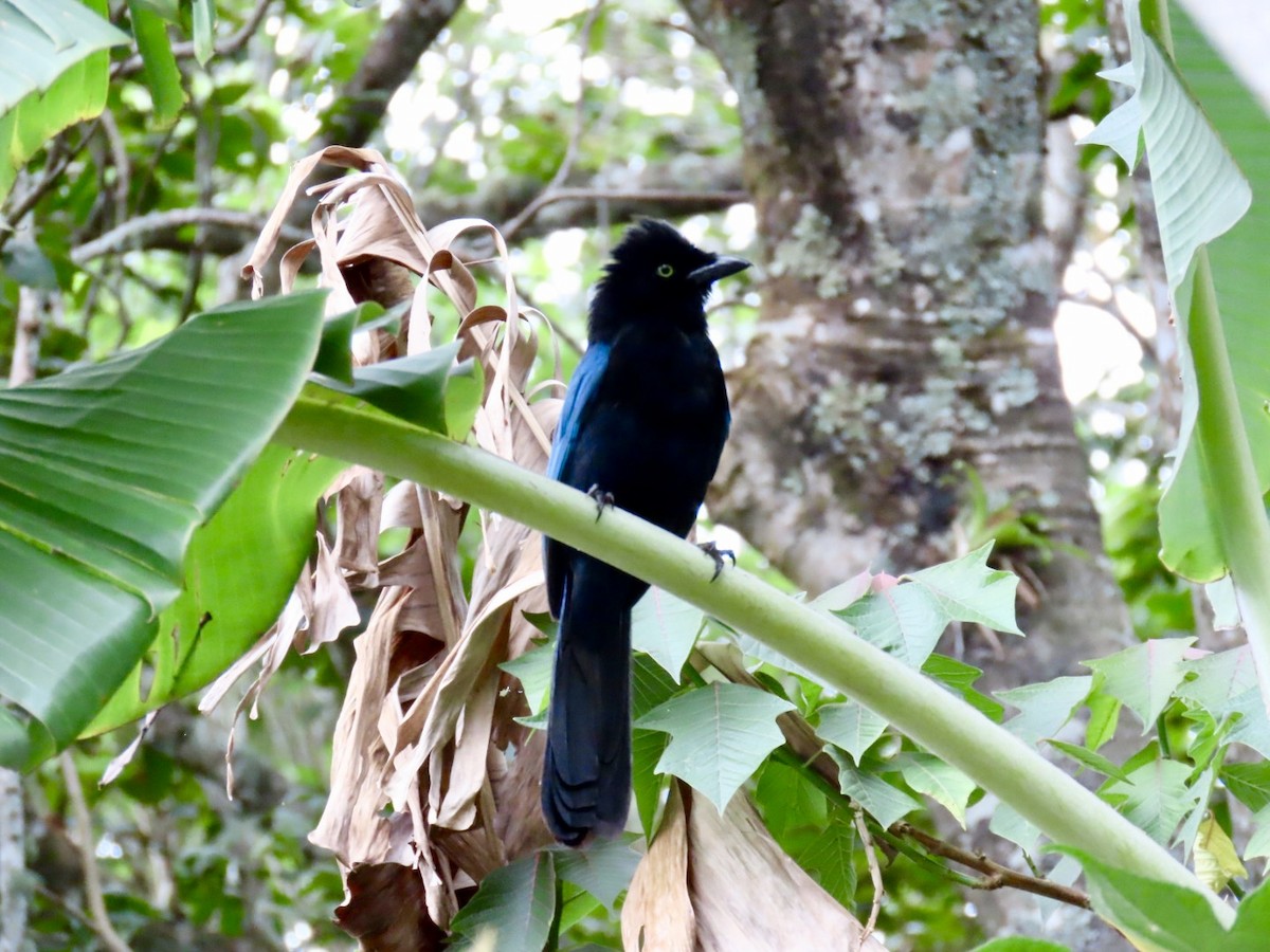 Bushy-crested Jay - ML620238219