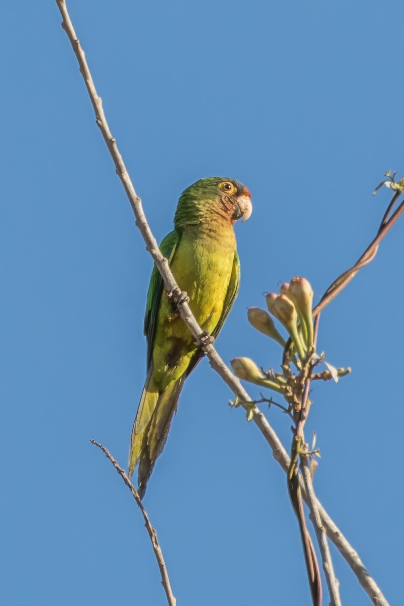 Orange-fronted Parakeet - Jodi Boe