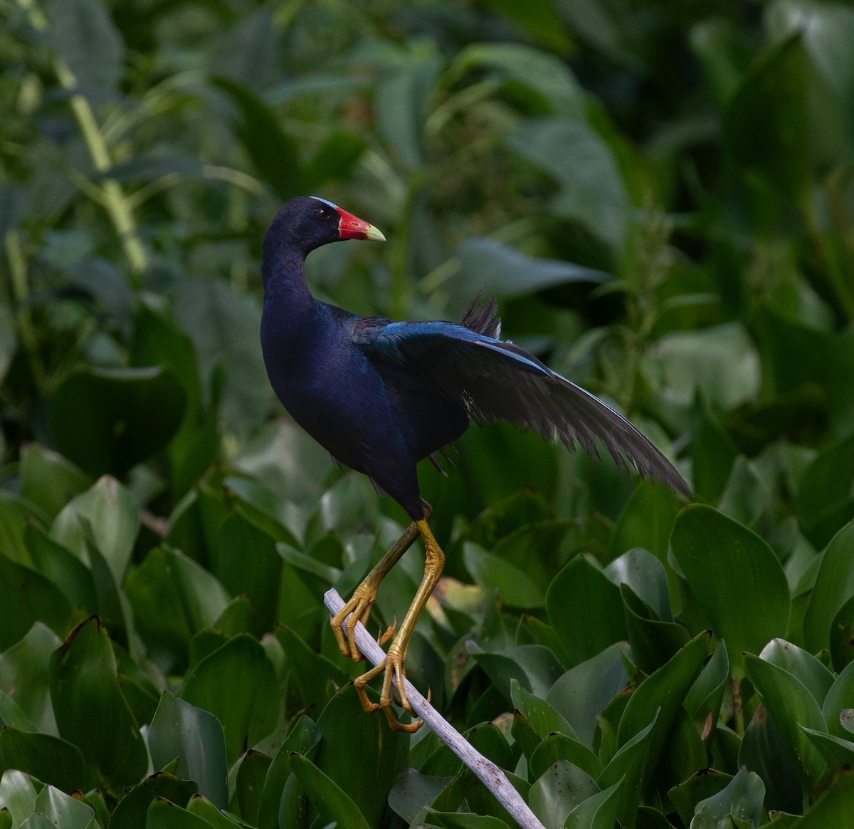 Purple Gallinule - ML620238235