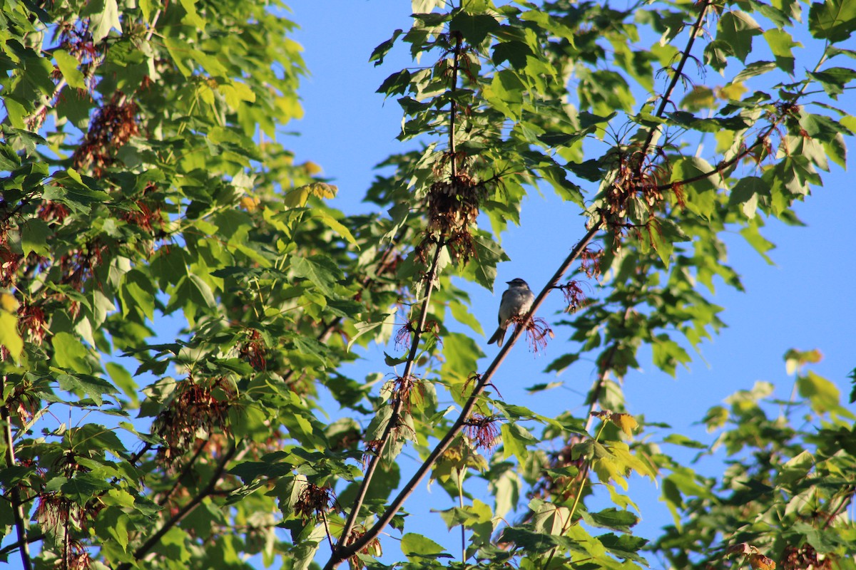 Chipping Sparrow - ML620238238