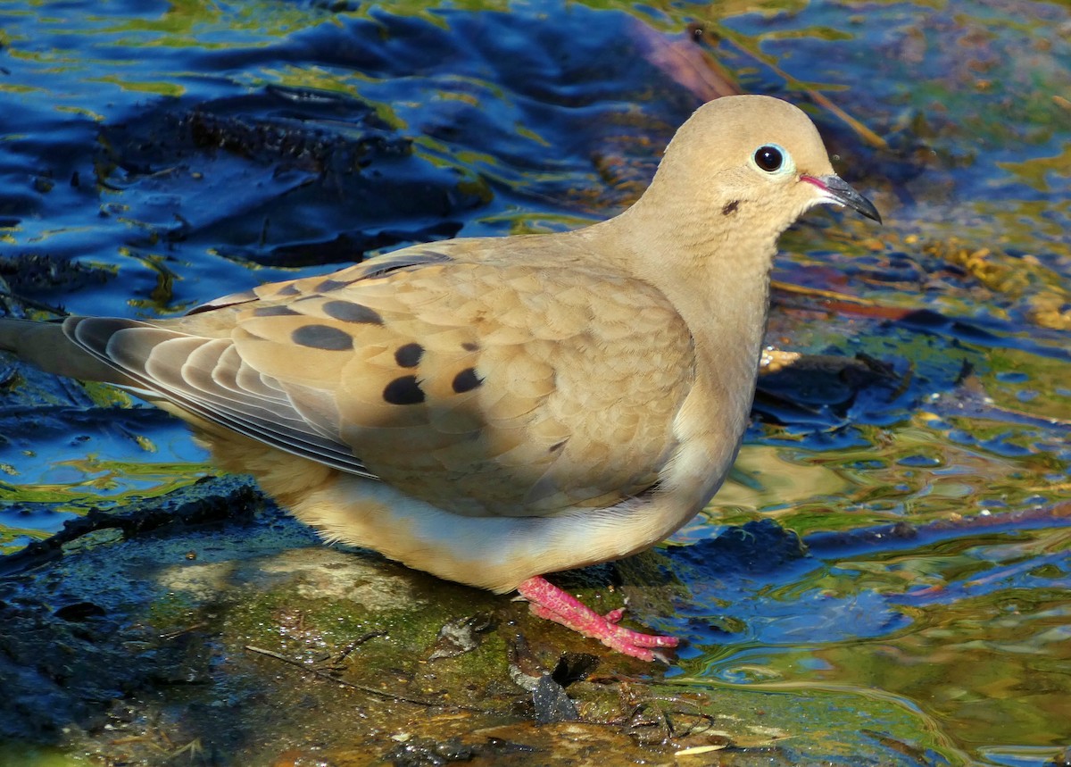 Mourning Dove - ML620238240