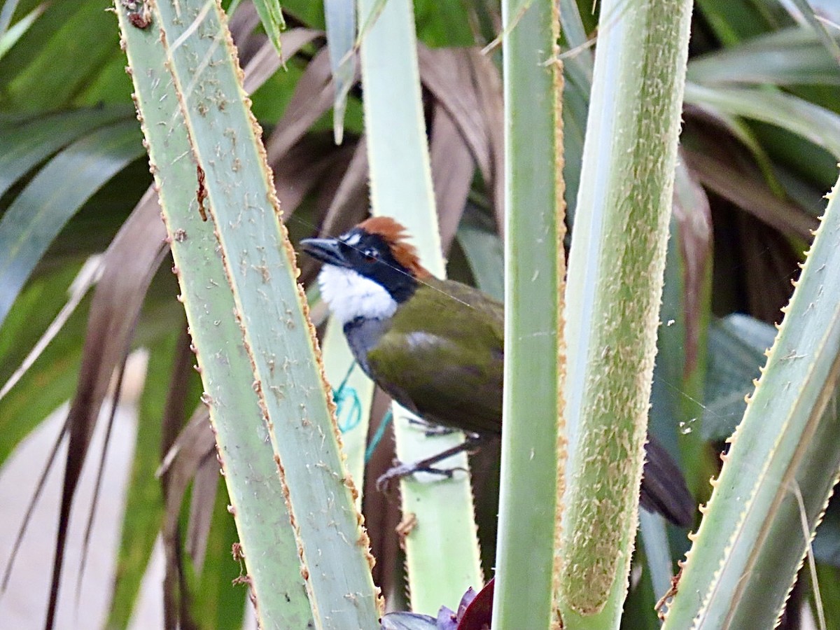 Chestnut-capped Brushfinch - ML620238244