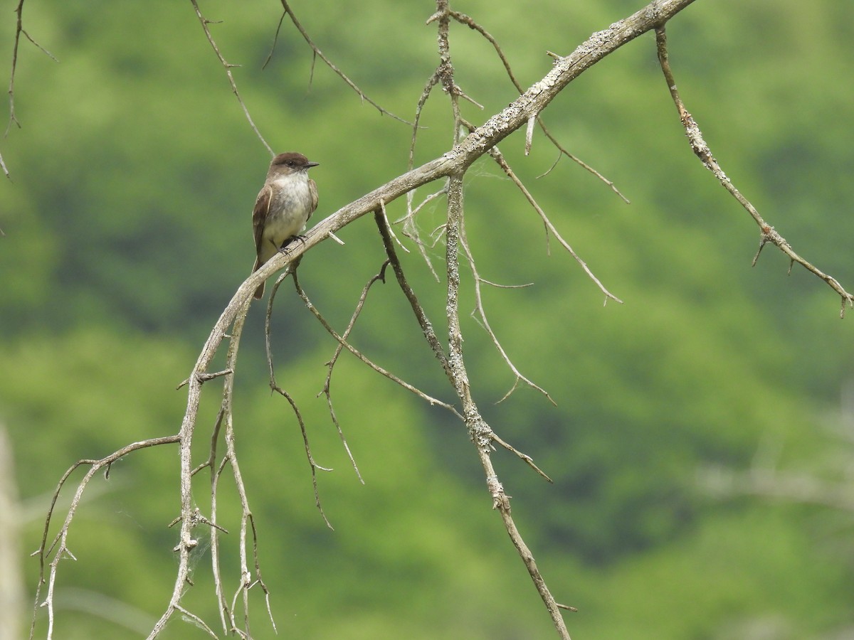 Eastern Phoebe - ML620238245