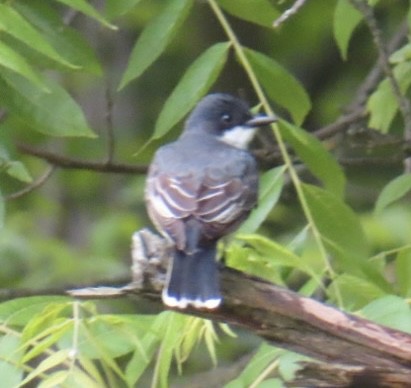 Eastern Kingbird - ML620238254