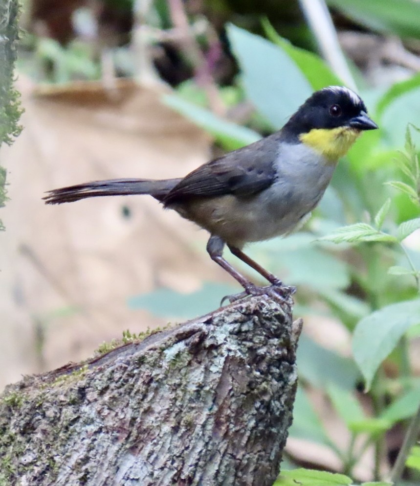 White-naped Brushfinch - ML620238273