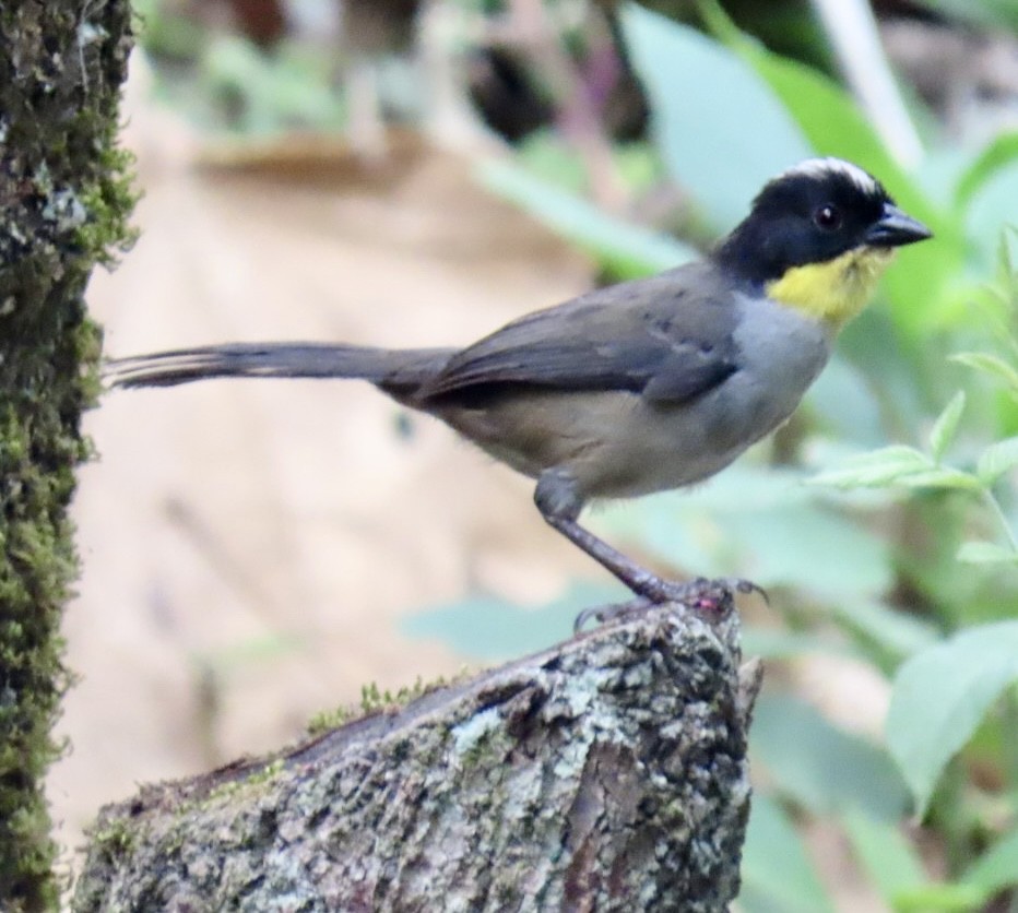 White-naped Brushfinch - ML620238274