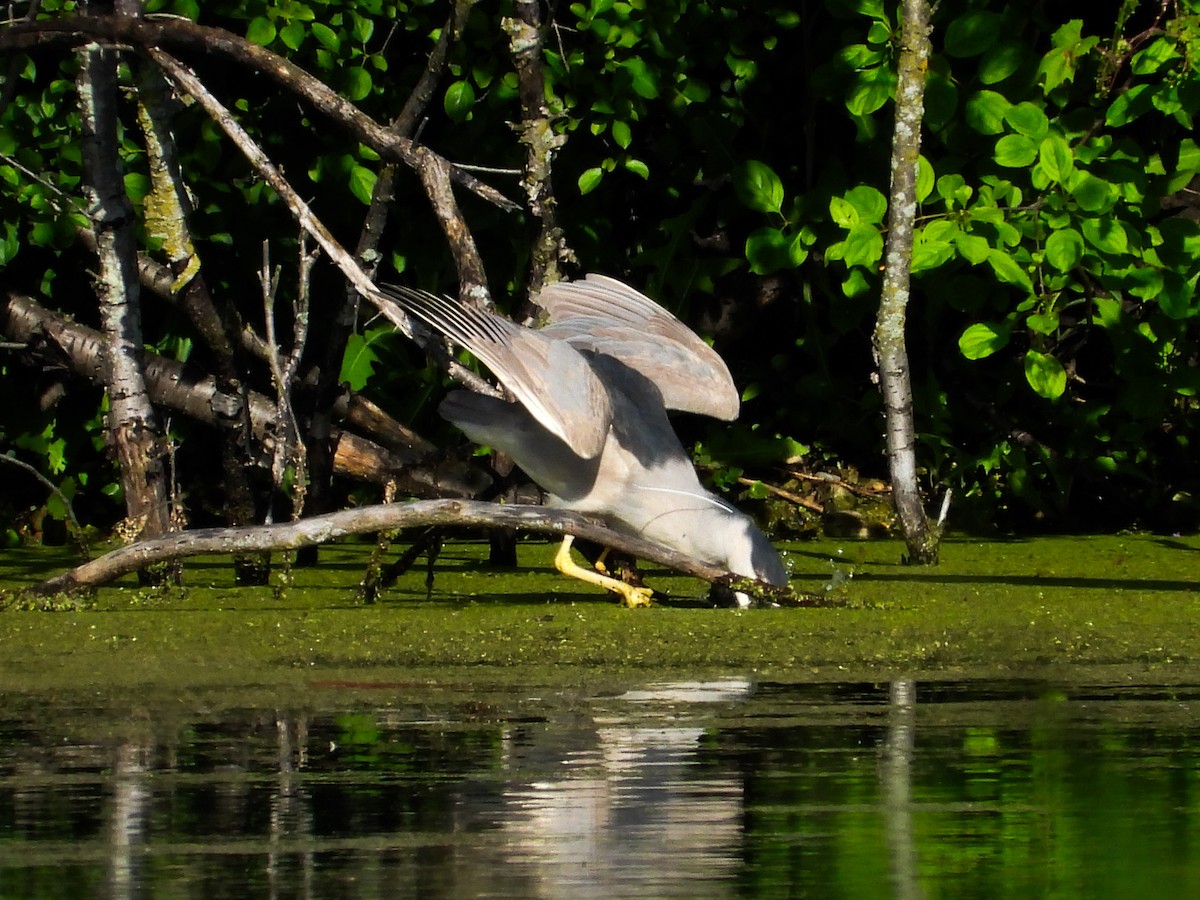 Black-crowned Night Heron - ML620238278