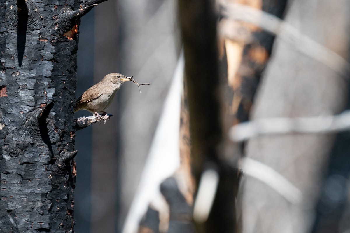 House Wren - ML620238279