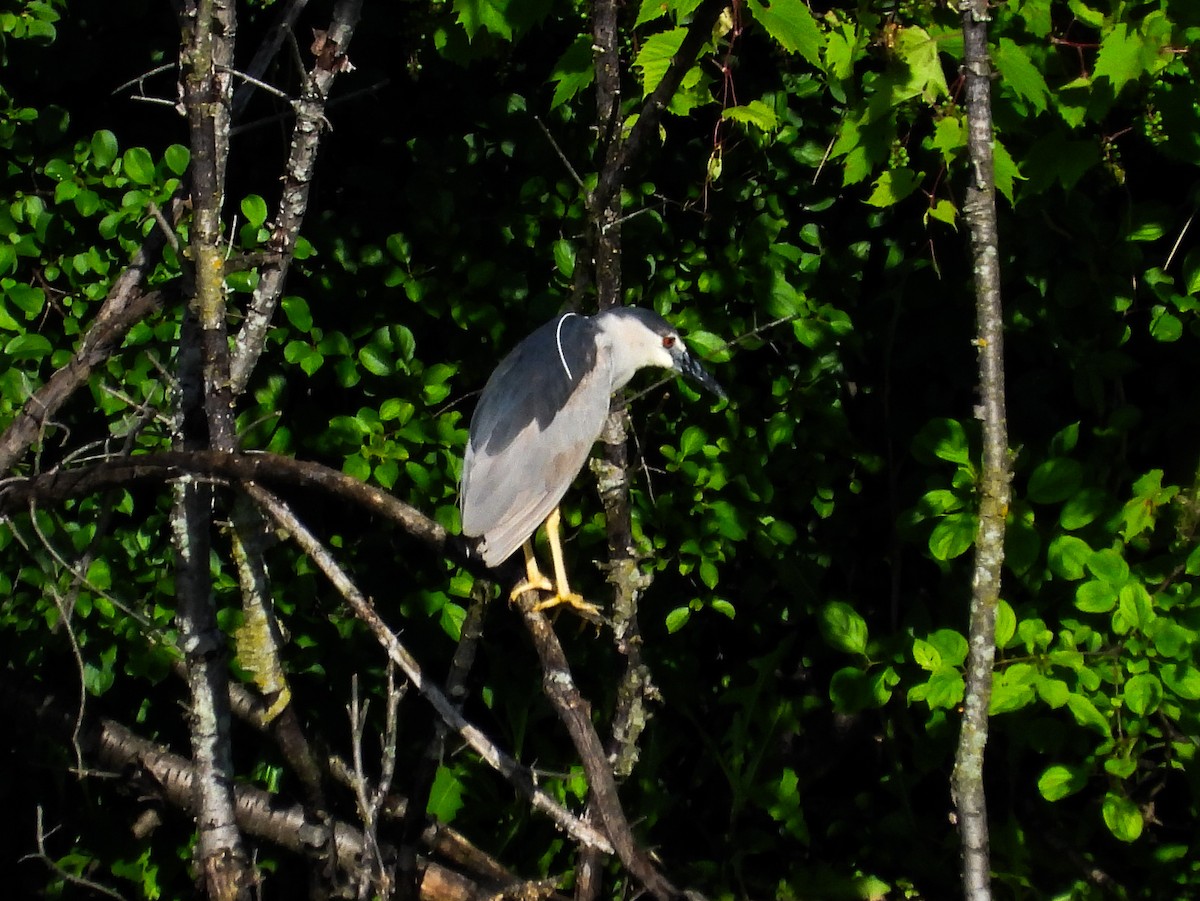 Black-crowned Night Heron - ML620238281