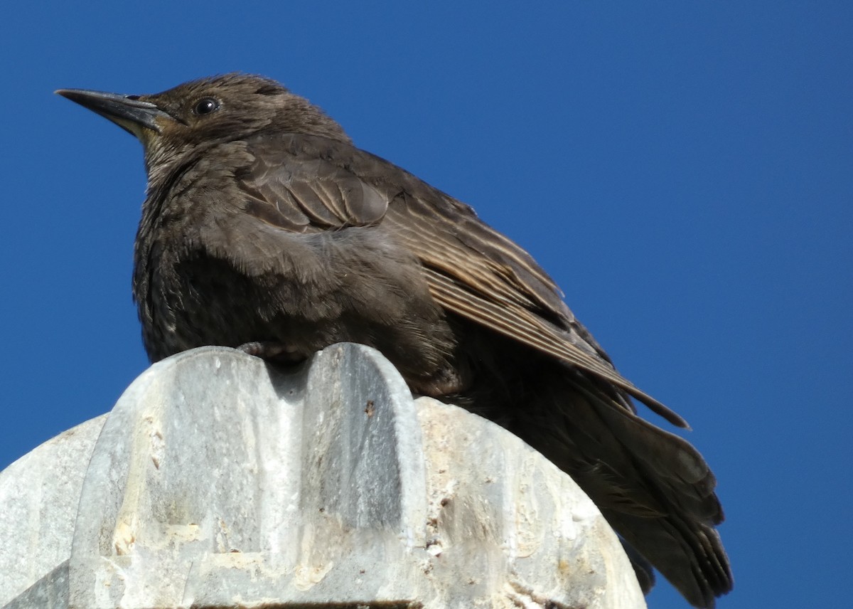 European Starling - ML620238293