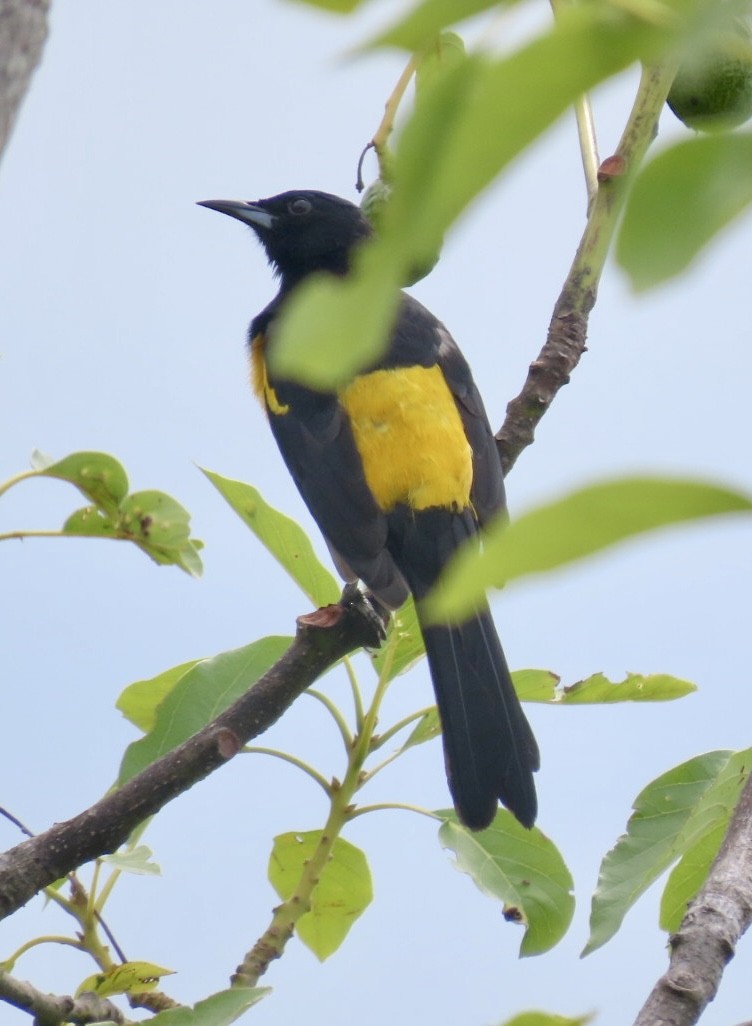 Black-vented Oriole - ML620238295