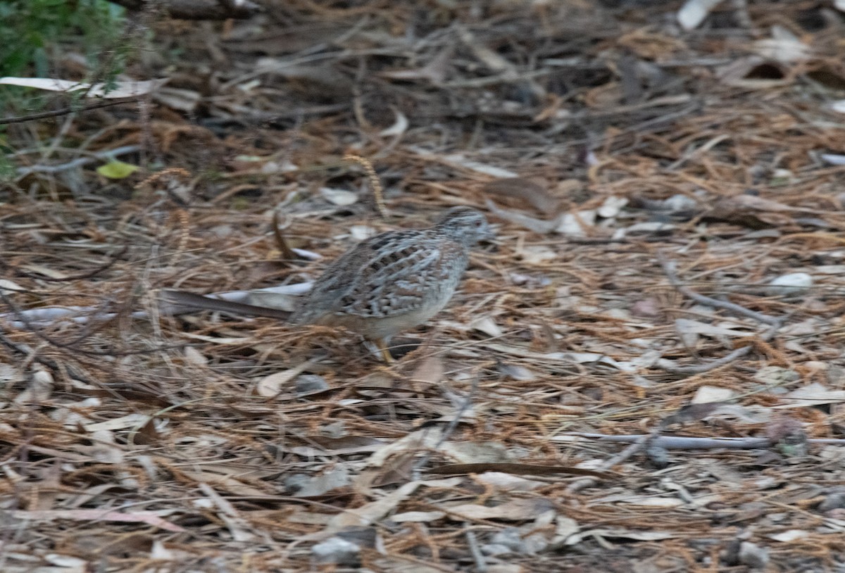 Painted Buttonquail - ML620238297