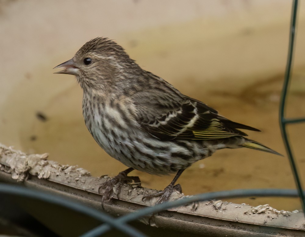 Pine Siskin - ML620238300