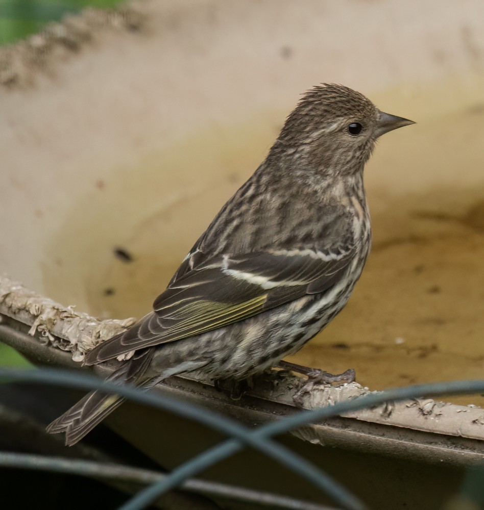 Pine Siskin - ML620238301