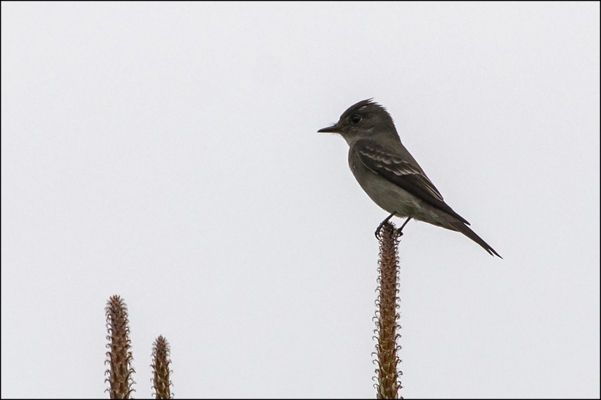 Western Wood-Pewee - ML620238302