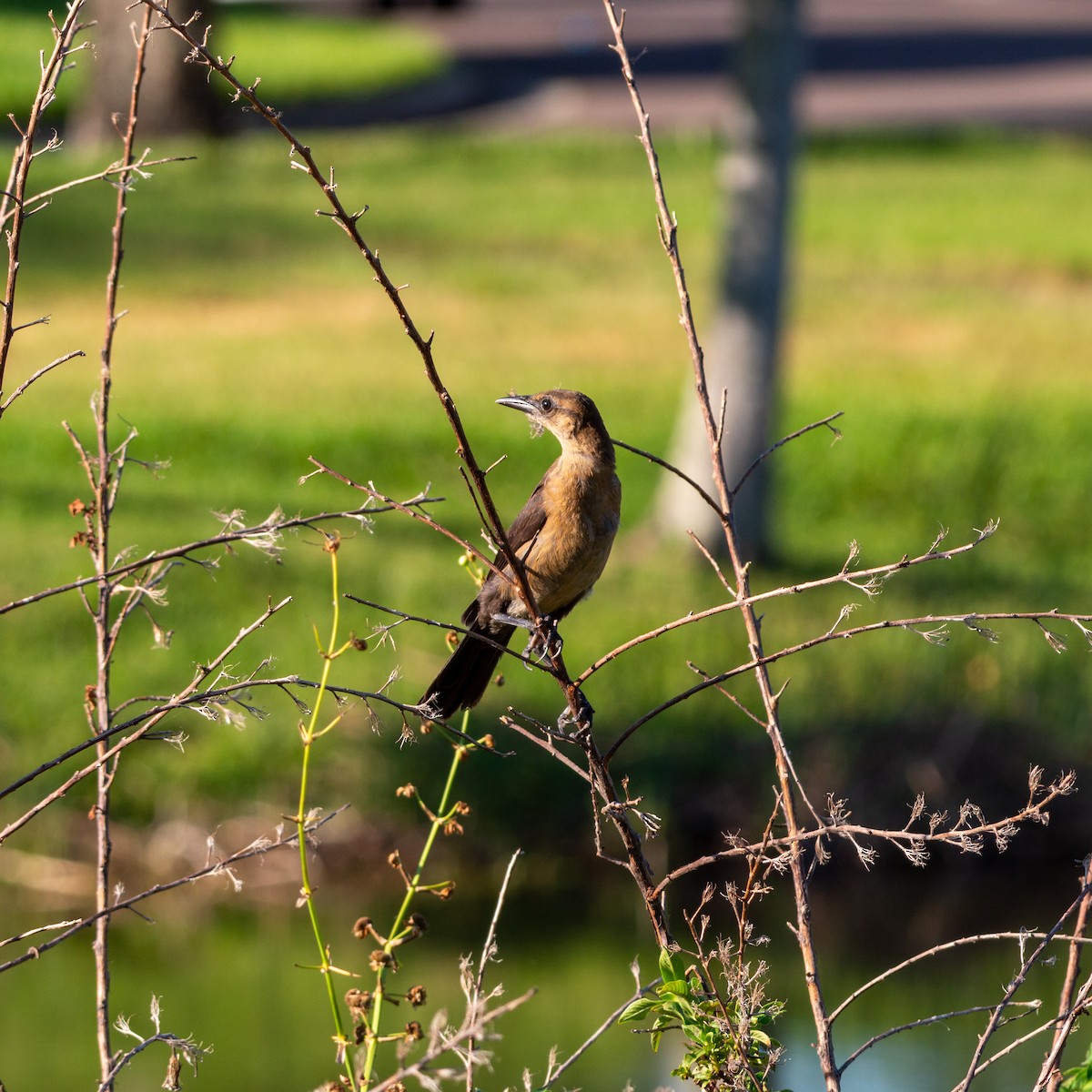 Boat-tailed Grackle (westoni) - Anonymous