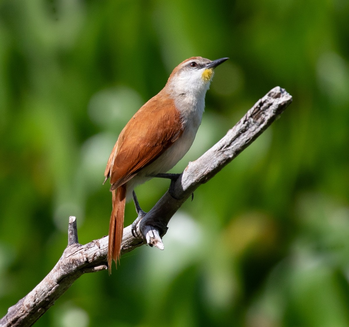 Yellow-chinned Spinetail - ML620238310